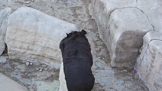 黑熊 大黑熊 动物园 动物 成年黑熊