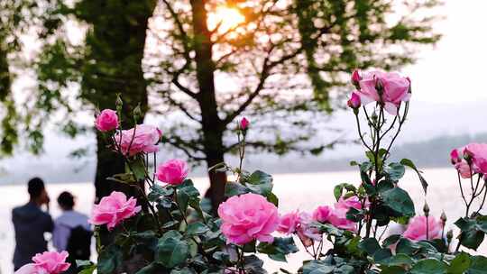 公园里唯美的玫瑰花视频素材模板下载