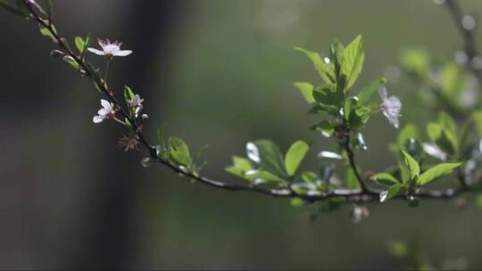 树枝上的白樱花