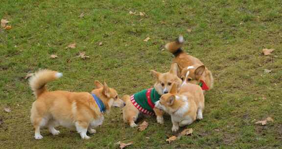 草地上快乐奔跑的柯基犬