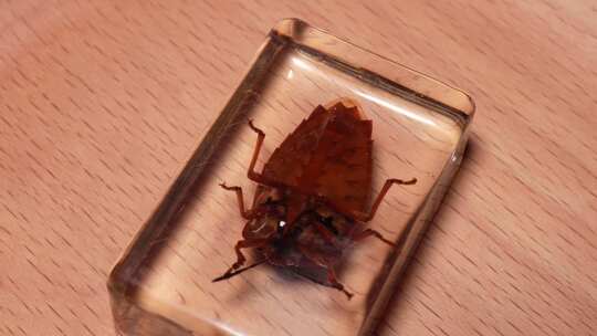 荔枝蝽背部腹部昆虫标本琥珀 (1)