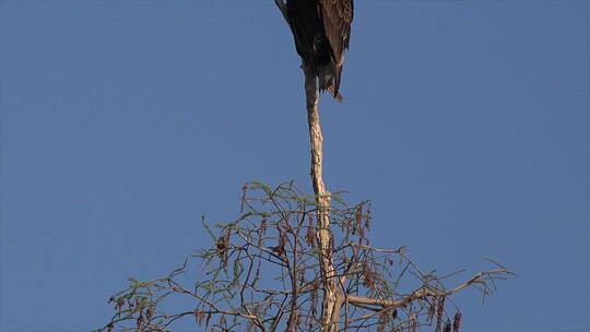 站在干树枝上的秃鹰