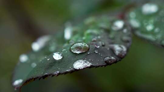 雨天植物叶子的雨水雨滴水珠的自然治愈风景