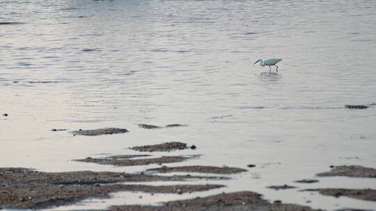 深圳湾海水海浪沙滩视频