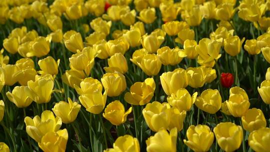 济南郁金香花海盛开，泉城广场郁金香花海