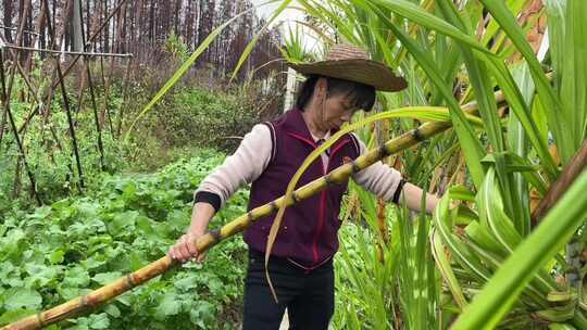 农民砍甘蔗摘竹甘蔗