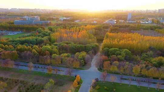 航拍杨树秋景