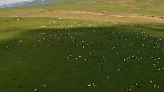 中国新疆巴音布鲁克草原与羊群