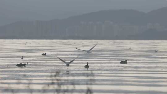 【4K】清晨洱海滇池飞翔的海鸥候鸟群多段