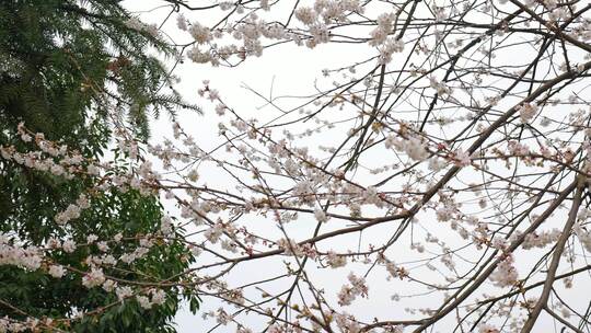 春天阳光下的樱花花朵