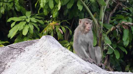 猴子坐在丛林岩石上的特写