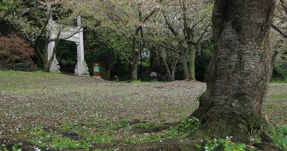 春雨樱花雨樱花飘落凋谢落幕春去