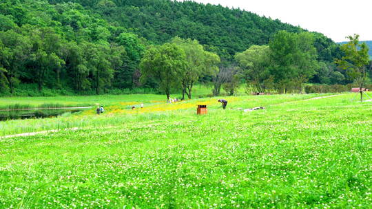 公园草丛花山林