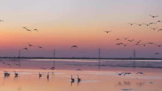 夕阳下湿地群鸟栖息景象