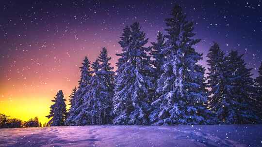 森林 冬季 冬天 雪景 圣诞节 松树
