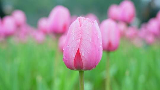 粉色郁金香花海特写