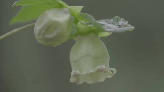 雨后唯美风铃花LOG素材