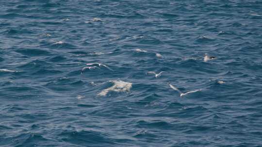 海鸥在海面飞翔升格