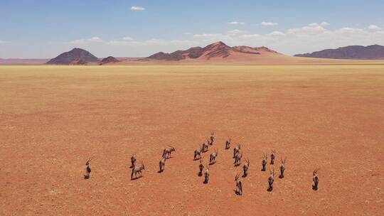 一群大羚羊在平原上行走的航拍