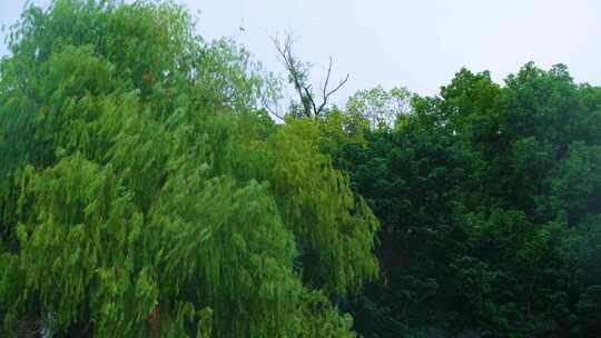 江苏苏州寒山寺江南水乡下雨季游客风景风光