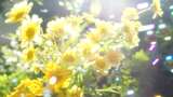 阳光下的茼蒿花和泡泡唯美意境春天夏天高清在线视频素材下载