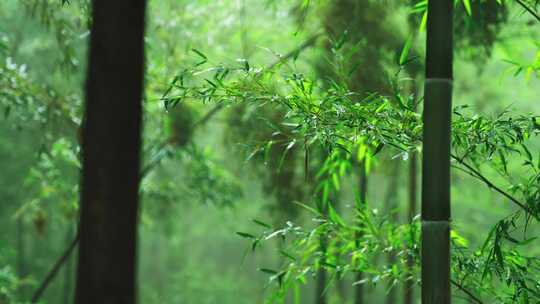 竹林竹叶禅意下雨天唯美空镜