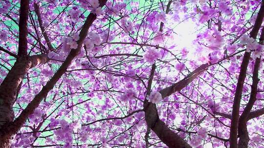 唯美阳光下的樱花树