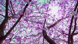 唯美阳光下的樱花树高清在线视频素材下载
