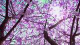 唯美阳光下的樱花树高清在线视频素材下载