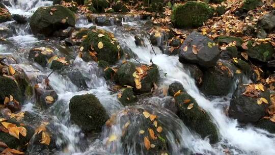 流过溪岩和树叶的水