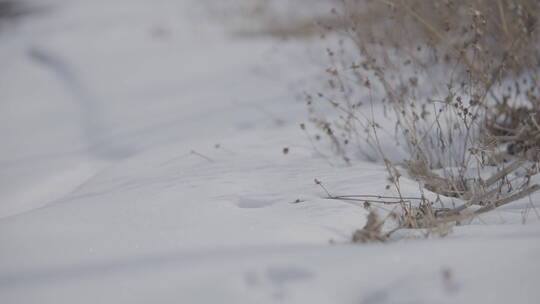 阳光下的雪地与枯草带水声4k50帧灰片视频素材模板下载