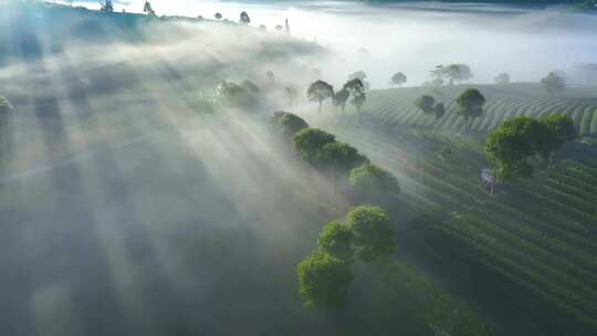 唯美茶山云海日出