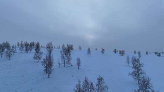 呼伦贝尔疏林雪原风光视频素材模板下载