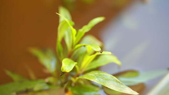 植物 绿色 盆栽 养殖