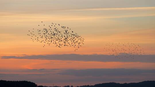 日落鸟群 候鸟迁徙