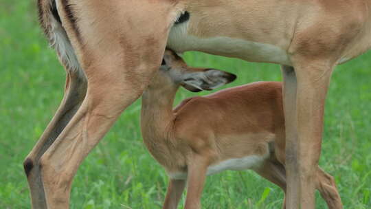 黑斑羚母亲在非洲哺乳她的后代。-特写镜头