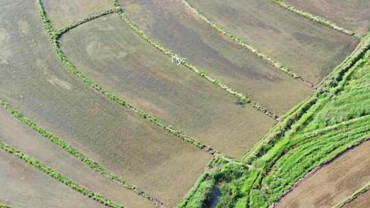 无人机向农田田地里施肥作业