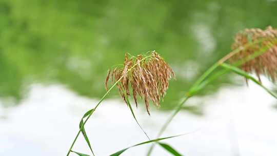 秋天水边的芦苇穗