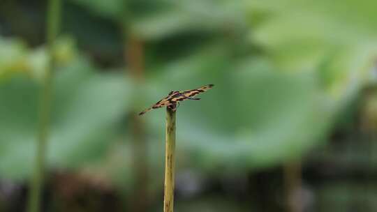 斑丽翅蜻、蜻蜓