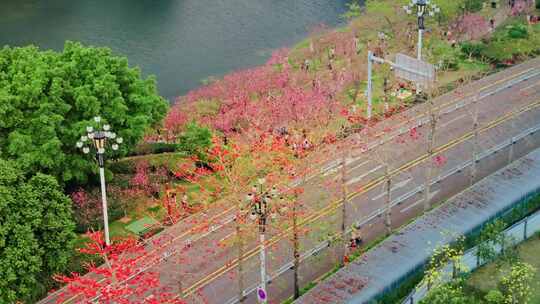 广州黄埔创业公园樱花盛开航拍高清4K视频