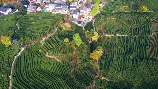 龙井茶航拍杭州 茶叶 茶园