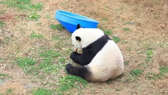 4K偷偷回头看的在吃竹笋的国宝大熊猫
