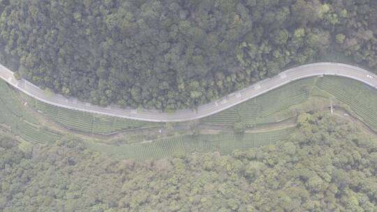 杭州西湖梅家坞茶园茶山