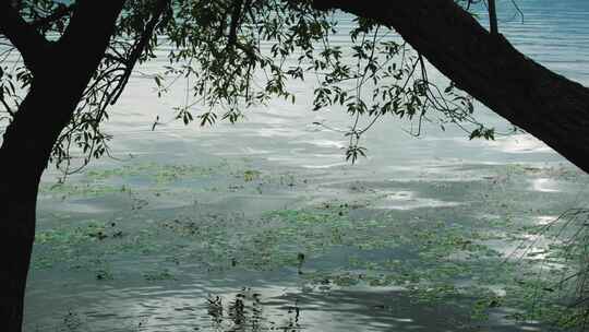 大理洱海湖岸风景