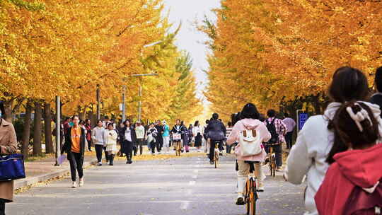 大学生在校园骑自行车行走上课下课