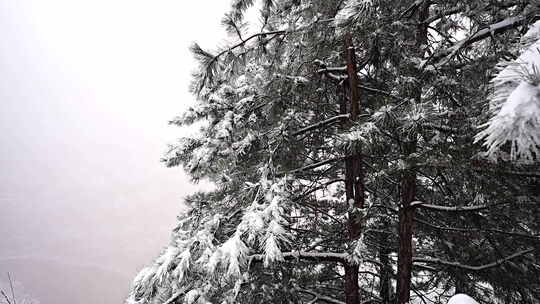 覆雪松树冬季景象太行山雪景