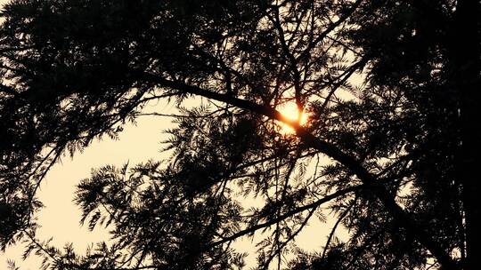 黄昏夕阳树影