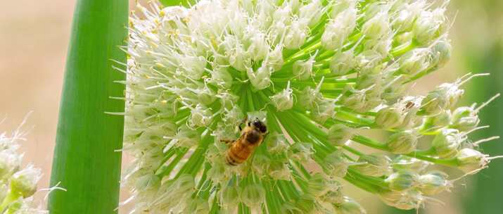 大葱花蜜蜂