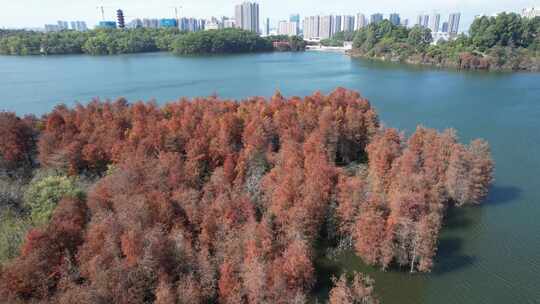 深圳坪山大山陂水库水杉秋色