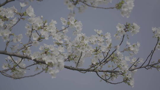 樱花花开春天